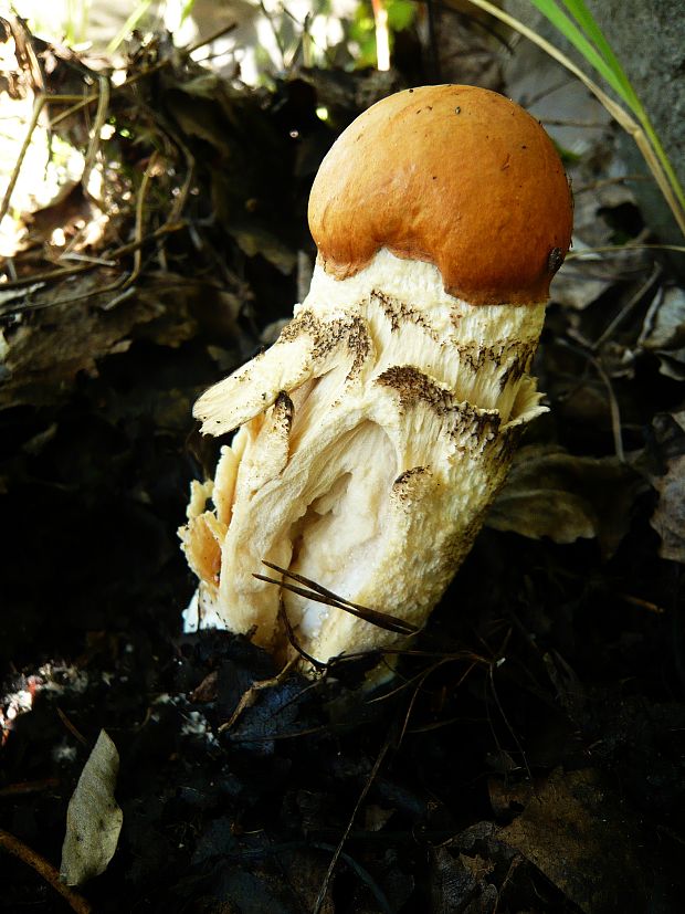 kozák osikový Leccinum albostipitatum den Bakker & Noordel.