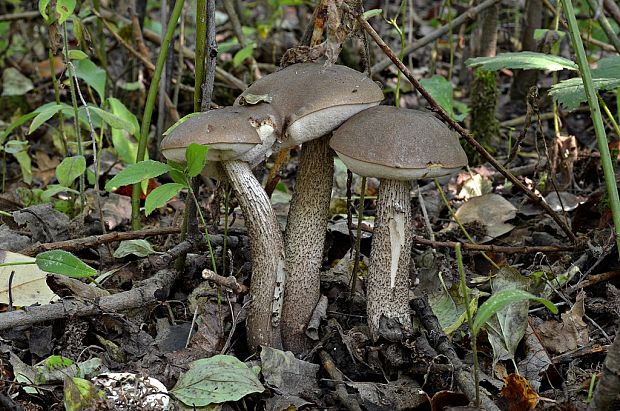 kozák topoľový Leccinum duriusculum (Schulzer ex Kalchbr.) Singer