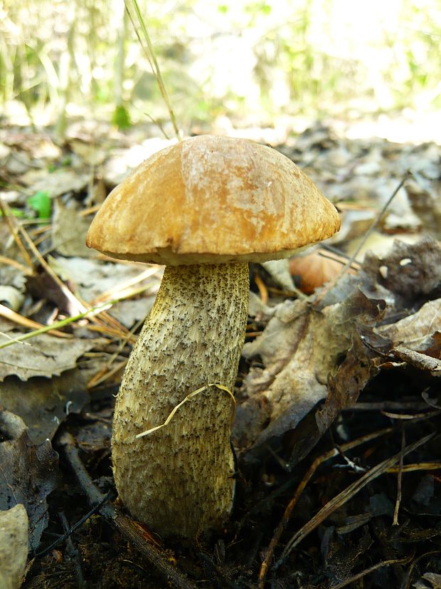 kozák brezový Leccinum scabrum (Bull.) Gray