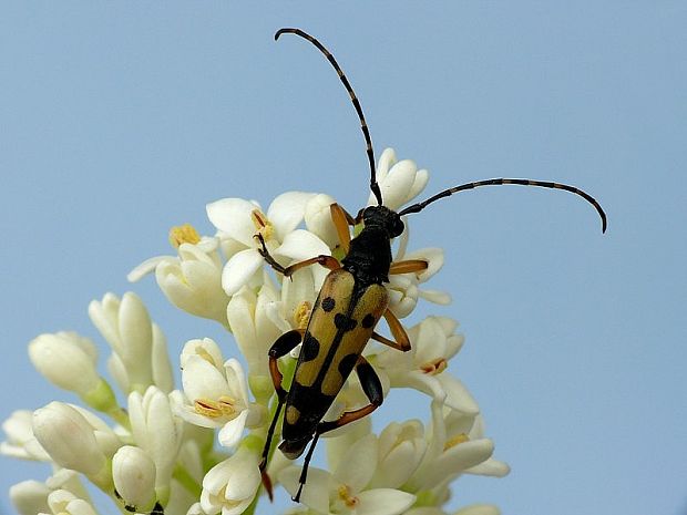 fuzáč škvrnitý Leptura maculata Poda, 1761