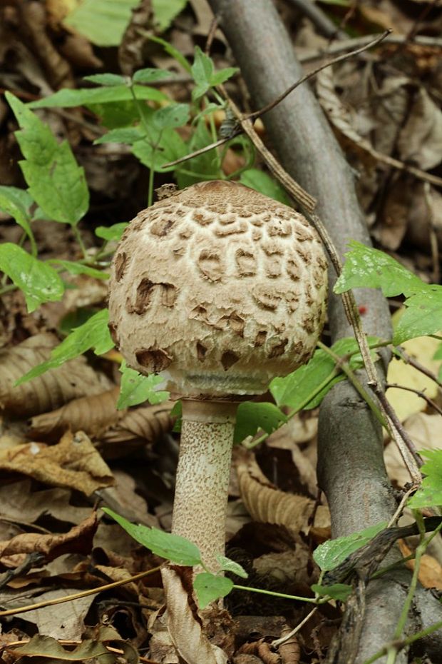 bedľa vysoká Macrolepiota procera (Scop.) Singer