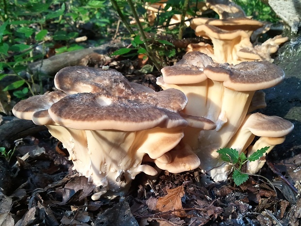 vejárovec obrovský Meripilus giganteus (Pers.) P. Karst.