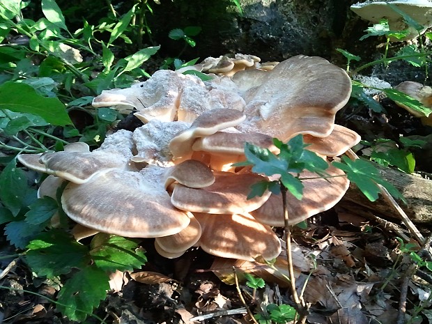 vejárovec obrovský Meripilus giganteus (Pers.) P. Karst.