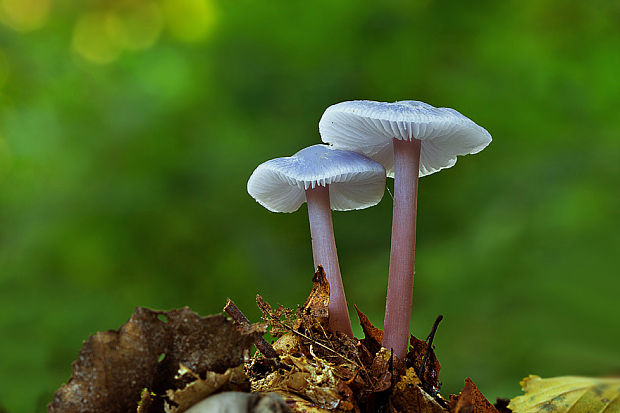 prilbička reďkovková Mycena pura (Pers.) P. Kumm.