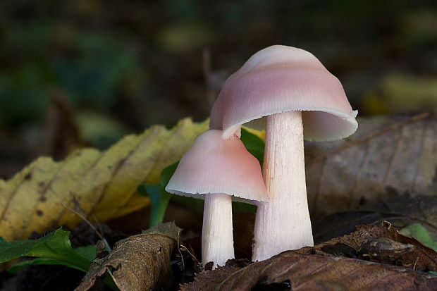 prilbička ružovkastá Mycena rosea Gramberg