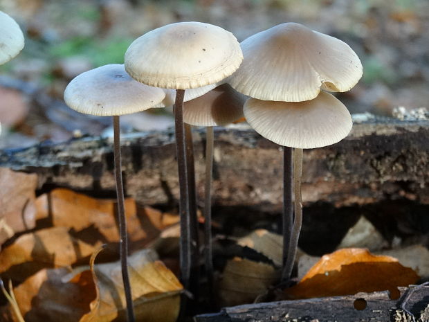 tanečnica cesnaková Mycetinis alliaceus (Jacq.) Earle ex A.W. Wilson & Desjardin