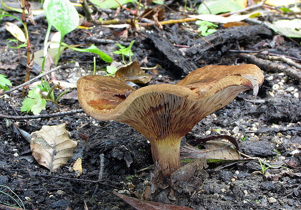 čechračka podvinutá Paxillus involutus (Batsch) Fr.