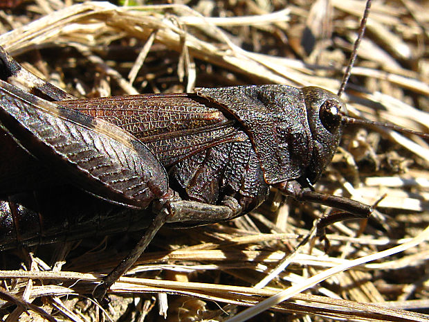 koník červenokrídly/saranče vrzavá Psophus stridulus  (Linnaeus, 1758)