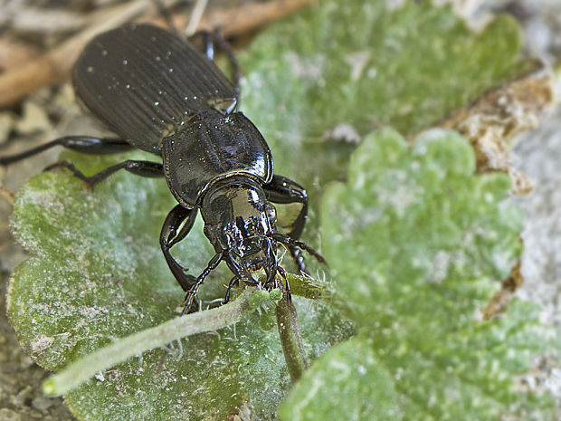 utekáčik Pterostichus melanarius