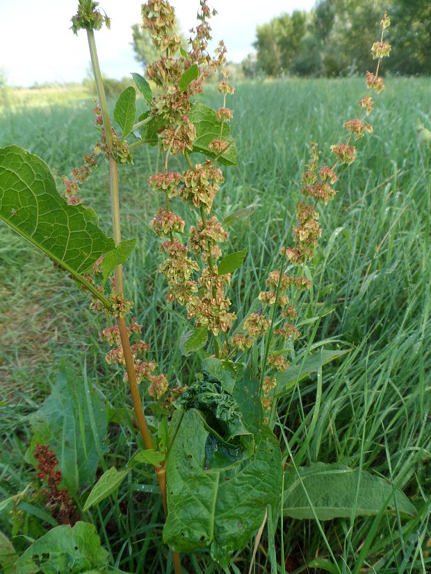 štiavec Rumex sp.