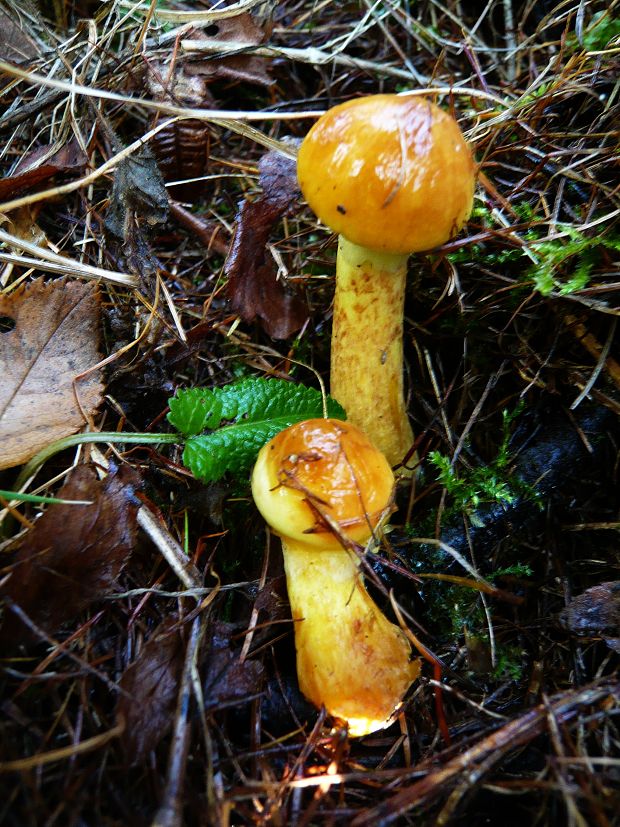 masliak smrekovcový Suillus grevillei (Klotzsch) Singer