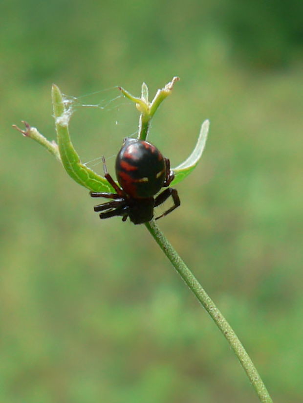 běžník skvostný (cz) Synema globosum Fabricius, 1775