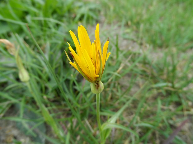 kozobrada lúčna Tragopogon pratensis L.