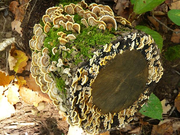 trúdnikovec pestrý Trametes versicolor (L.) Lloyd