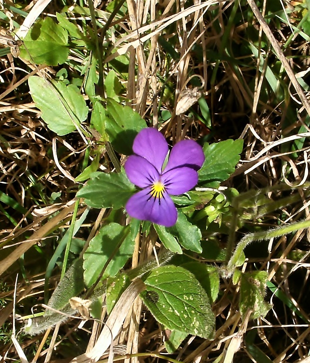 fialka sutinová pestrá Viola saxatilis subsp. polychroma (A. Kern.) Kirschner et Skalický