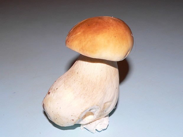 hríb smrekový Boletus edulis Bull.