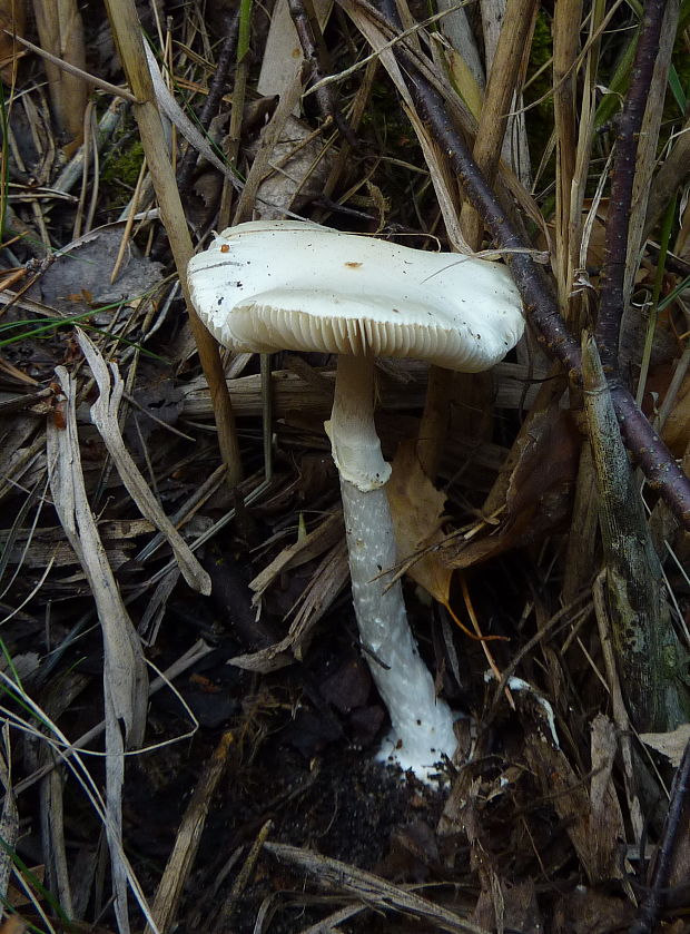 muchotrávka citrónovožltá biela Amanita citrina var. alba (Gillet) Rea