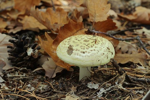 muchotrávka citrónovožltá Amanita citrina Pers.