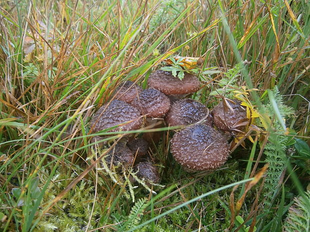 podpňovka Armillaria sp.