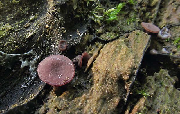 vrtidlovka Ascocoryne sp.