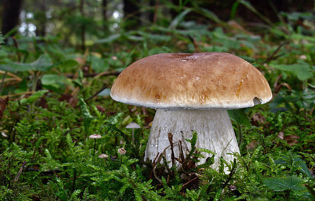 hríb smrekový Boletus edulis Bull.