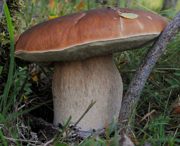 hríb smrekový Boletus edulis Bull.