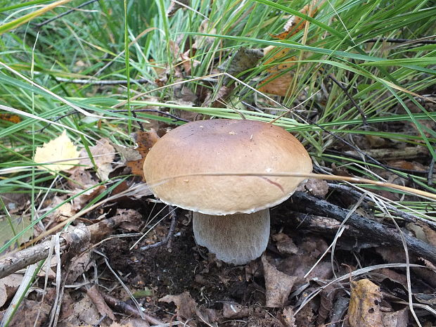 hríb smrekový Boletus edulis Bull.