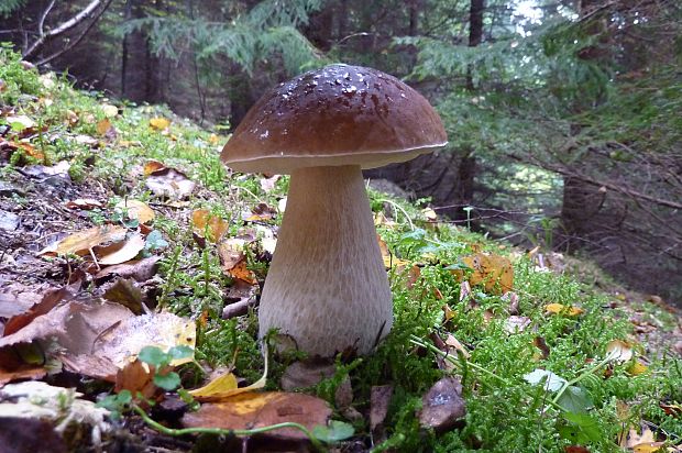 hríb smrekový Boletus edulis Bull.