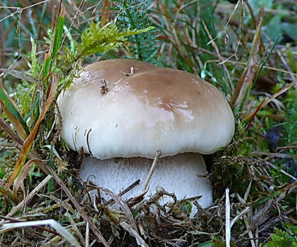 hríb smrekový Boletus edulis Bull.