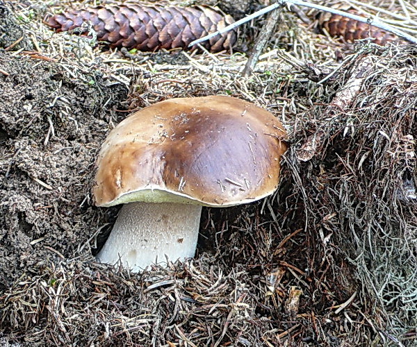 hríb smrekový Boletus edulis Bull.