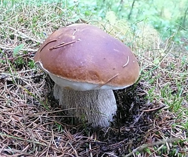 hríb smrekový Boletus edulis Bull.