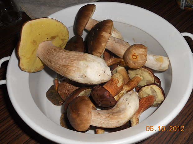 hríb smrekový Boletus edulis Bull.