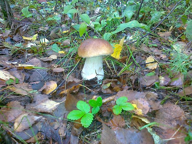 hríb smrekový Boletus edulis Bull.