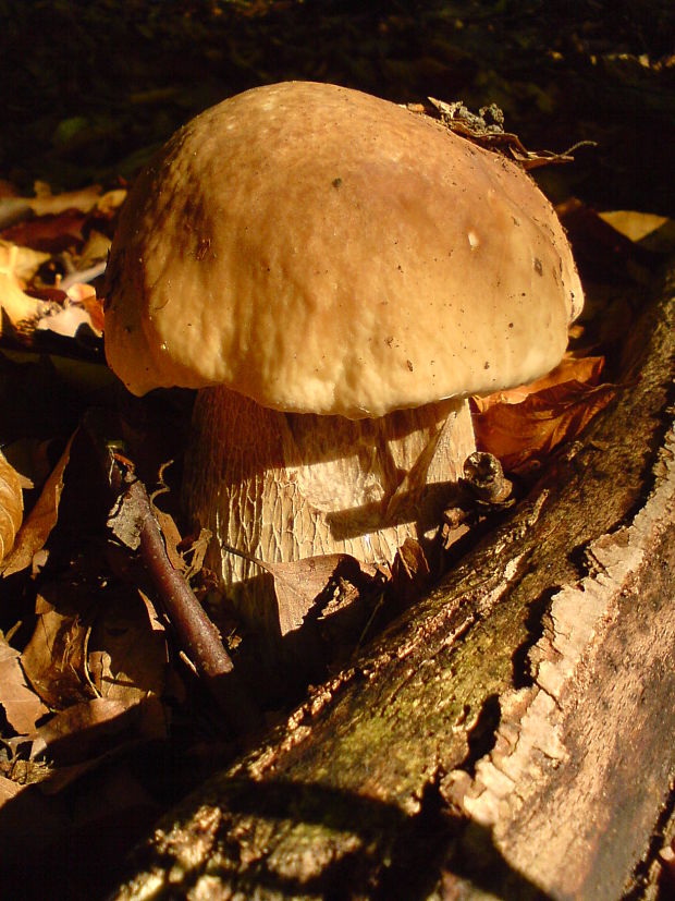 hríb smrekový Boletus edulis Bull.