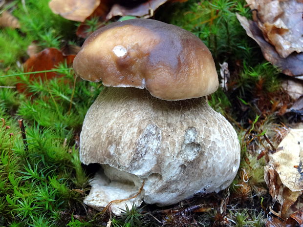 hríb smrekový Boletus edulis Bull.