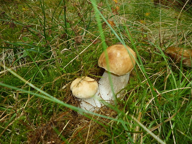 hríb smrekový Boletus edulis Bull.