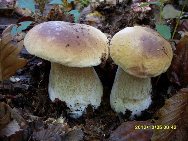 hríb smrekový Boletus edulis Bull.