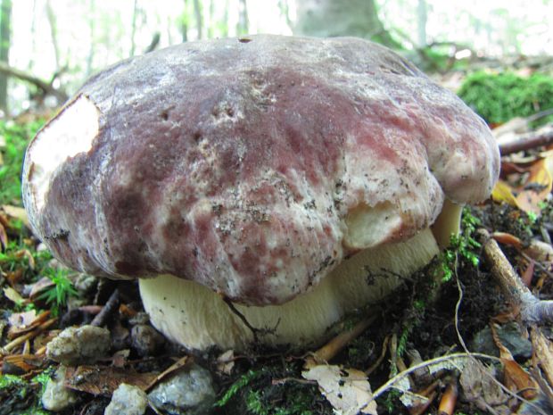 hríb sosnový Boletus pinophilus Pil. et Dermek in Pil.