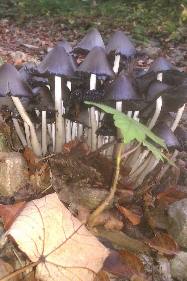 hnojník Coprinopsis sp.