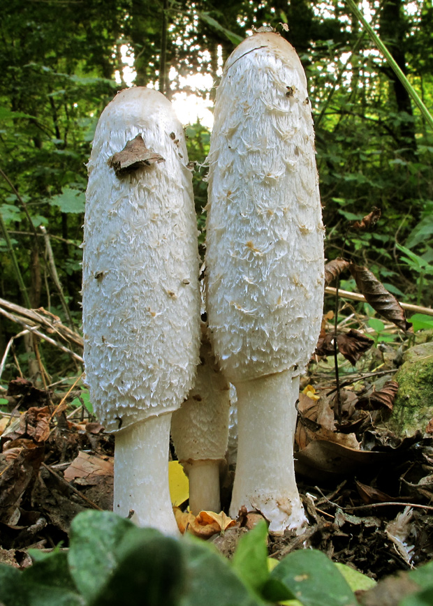 hnojník obyčajný Coprinus comatus (O.F. Müll.) Pers.