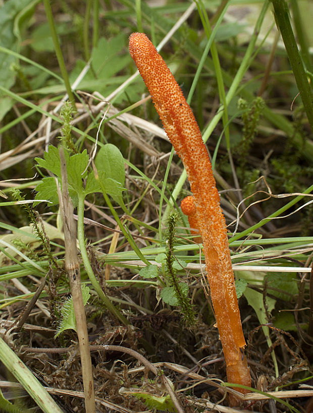 žezlovka hmyzová Cordyceps militaris (Fr.) Link