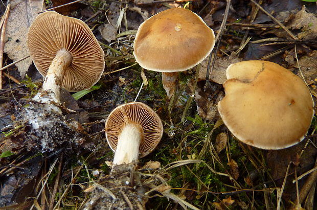 pavučinovec Cortinarius sp.