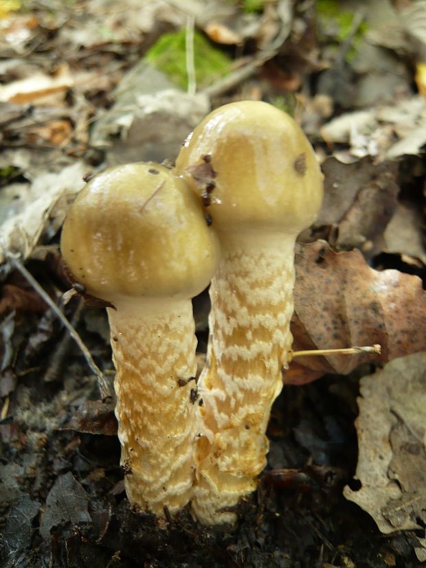 pavučinovec mazľavý Cortinarius trivialis J.E. Lange