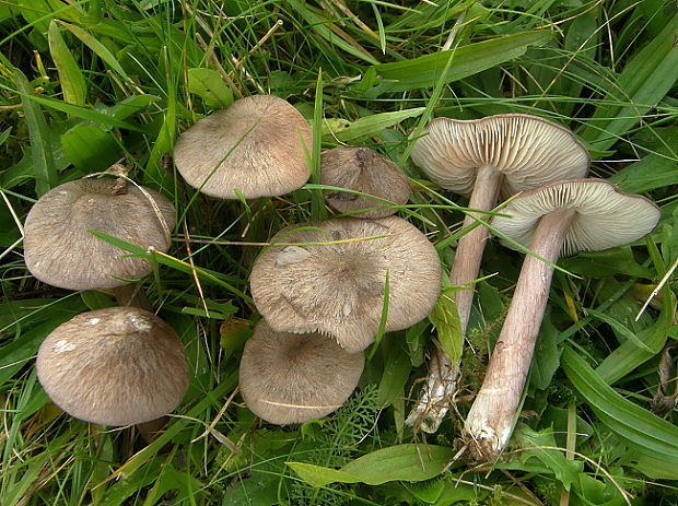 hodvábnica porfýrová Entoloma porphyrophaeum (Fr.) P. Karst.