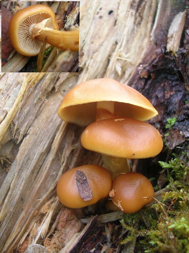 kapucňovka okrovohnedastá Galerina marginata (Batsch) Kühner