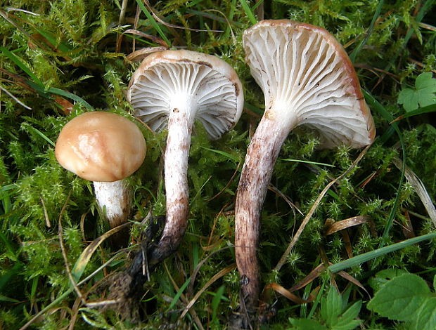 sliziak škvrnitý Gomphidius maculatus (Scop.) Fr.