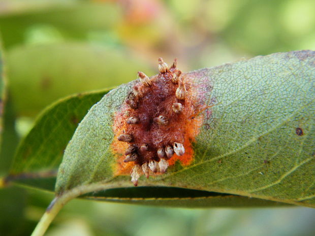 hrdzavka hrušková Gymnosporangium sabinae (Dicks.) G. Winter