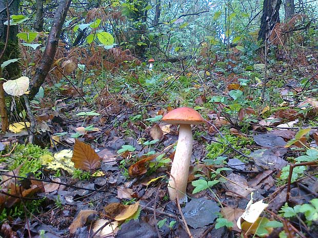 kozák osikový Leccinum albostipitatum den Bakker & Noordel.