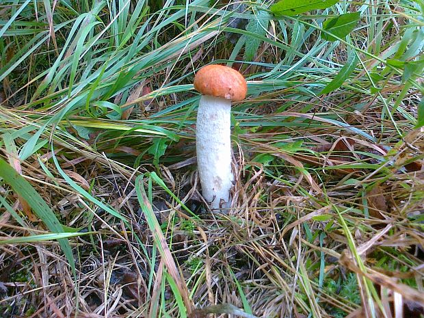 kozák osikový Leccinum albostipitatum den Bakker & Noordel.