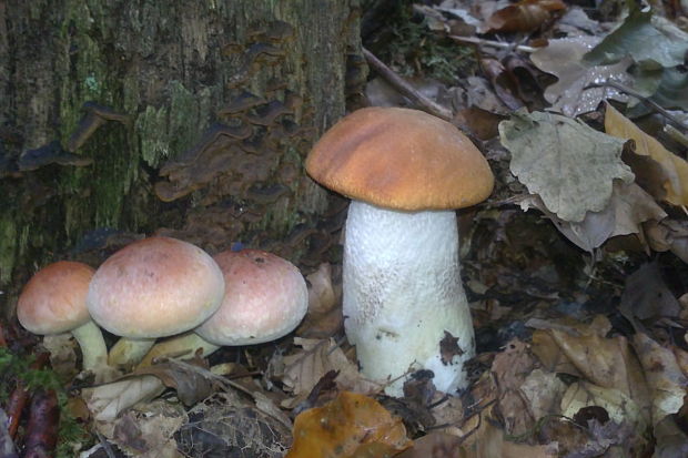 kozák osikový Leccinum albostipitatum den Bakker & Noordel.